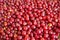 Berries Bright Red Background, Colorful Backdrop, Autumn-Winter Season.