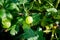 Berries on the bush. Gooseberry bush. Berries among the foliage.