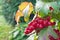 Berries on a bush viburnum