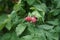 Berries of Columnar Tayberry \\\'Buckingham\\\' ripen in the garden in June. Berlin, Germany