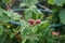 Berries of Columnar Tayberry \\\'Buckingham\\\' ripen in the garden in June. Berlin, Germany