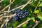 Berries of the common privet Ligustrum vulgare on autumn