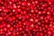 Berries cranberries.Cranberry background.