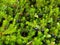 Berries crowberry Empetrum nigrum L