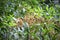 Berries in the dense canopy