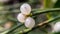 Berries at the end of a branch of mistletoe