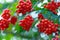 Berries of European cranberrybush or Guelder Rose, ripe red edible berries of Viburnum opulus