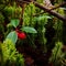 Berries on the forest floor