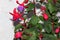 Berries Fuchsia hybrida \'Black Prince\'