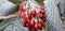 Berries that grow on tree, Viburnum rhytidophyllum