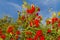 Berries of Guelder rose