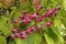 Berries of harlequin glorybower plant