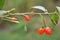 Berries have ripened on a twig of Lycium barbarum