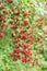 Berries of Hawthorn, Crataegus monogyna