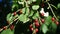 Berries of Hollyleaf Cherry Prunus ilicifolia