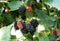 Berries Hybrid of blackberries and raspberries (black raspberries) in the garden