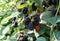 Berries Hybrid of blackberries and raspberries (black raspberries) in the garden.