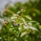 Berries on an ivy Hedera helix in spring covered with snow and ice