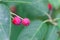 Berries of a juneberry, Amelanchier lamarckii