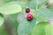 Berries of a juneberry, Amelanchier lamarckii
