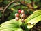 Berries Maianthemum bifolium