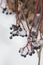 the berries of the maiden grape the under the snow, frozen grape vine outdoors, winter background