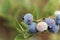 Berries of a northern highbush blueberry Vaccinium corymbosum