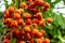 Berries orange set of oval brightly colored betelas palm tree close-up background vegetable flora thailand india