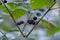 Berries plant nightshade black growth in forest close up. Solanum nigrum.