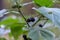 Berries plant nightshade black growth in forest close up. Solanum nigrum.