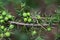 Berries of a prickly juniper