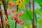 Berries of red currant on a branch close-up. The last berries in the fall. End of harvest last fruits. Ribes Rubrum