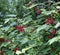 Berries of a red currant on the branches of a bush