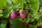 Berries of a red ripe gooseberry