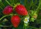 Berries and red strawberry flower. Ripe and fresh