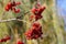 Berries of red viburnum and cobwebs