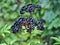 Berries ripe on the black grassy elder Sambucus ebulus