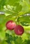 Berries ripe gooseberries on a branch