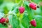 Berries of ripe juicy raspberries on the branch. Raspberry crop close up