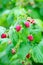 Berries of ripe juicy raspberries on the branch. Raspberry crop close up