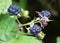 Berries ripen on a branch of common blackberry (Rubus caesius