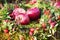 Berries, rosehips, apples and a wreath of fir branches in the au