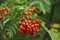 Berries on a rowan tree