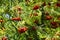 Berries of rowanberry on tree in garden