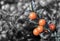 The berries of Solanum pseudocapsicum Jerusalem Cherry on black and white background