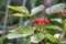 Berries. Stone bramble (Rubus saxatilis)