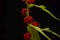 Berries of a Strawberry blite plant, Blitum capitatum