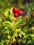 Berries Swedish turf cornus suecica (The Latin name: Chamaepericlymenum suecicum)