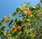 Berries Tatarian honeysuckle (Lonicera tatarica)