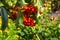 Berries Viburnum close up, red. medicinal properties